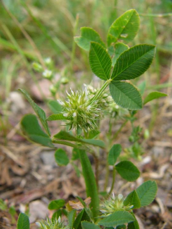 Jetel malokvětý (Trifolium retusum), Oslava [ZR], 2.6.2016, foto Josef Komárek