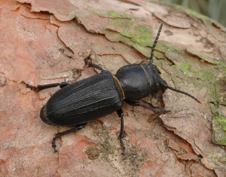 Tesařík borový (Spondylis buprestoides), foto Václav Křivan