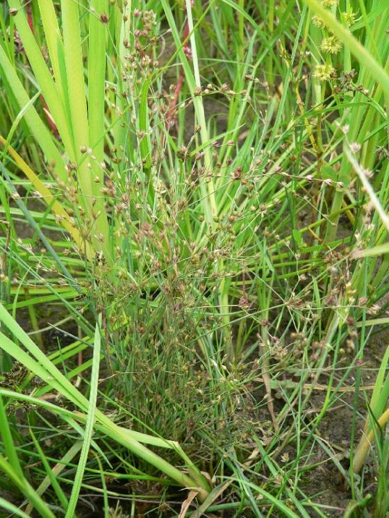 Sítina kulatoplodá (Juncus sphaerocarpus), Dalešice, rybník Bezděkov [TR], 18.7.2012, foto Luděk Čech
