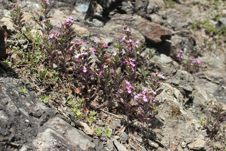 Ožanka kalamandra (Teucrium chamaedrys), NPR Mohelenská hadcová step [TR], 16.6.2015, foto Libor Ekrt