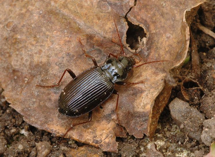 Střevlíček Nebria brevicollis, foto Václav Křivan
