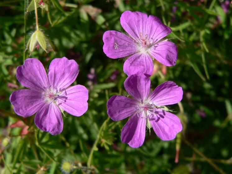 Kakost krvavý (Geranium sanguineum), Mohelno [TR], 20.6.2006, foto Luděk Čech