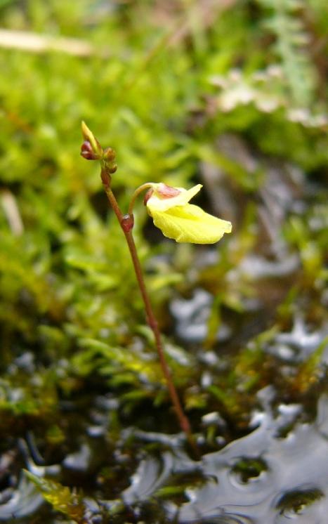 Bublinatka menší (Utricularia minor), PR Chvojnov [JI], 12.6.2012, foto Josef Komárek