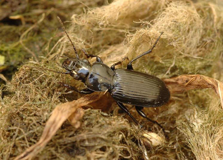 Střevlíček Pterostichus elongatus, foto Václav Křivan