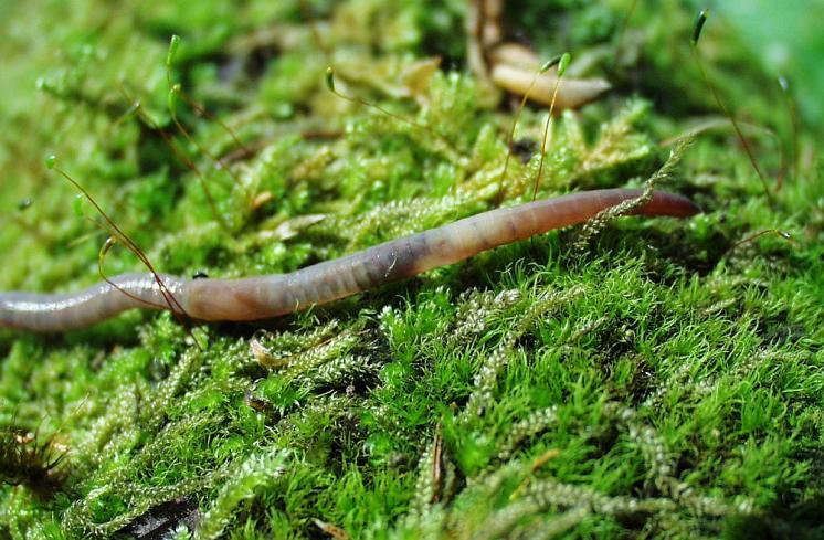 Žížala temná (Aporrectodea caliginosa), foto Václav Pižl