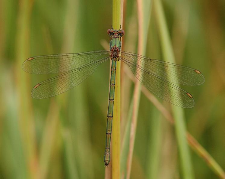 Šídlatka velká (Chalcolestes viridis), Opatov na Moravě, foto Václav Křivan