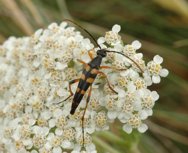 Tesařík Strangalia attenuata, foto Václav Křivan