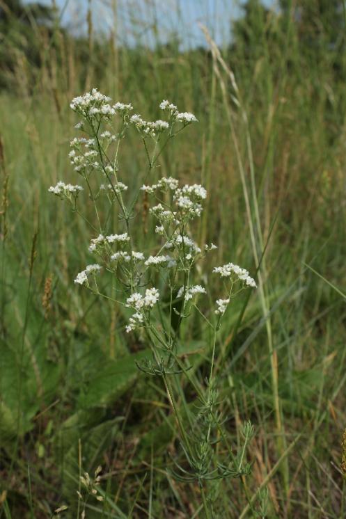 Svízel sivý (Galium glaucum), Hrotovice [TR], 10.6.2015, foto Libor Ekrt