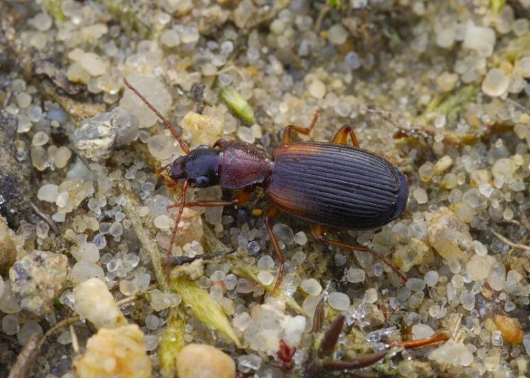 Střevlíček Cymindis angularis, foto Václav Křivan