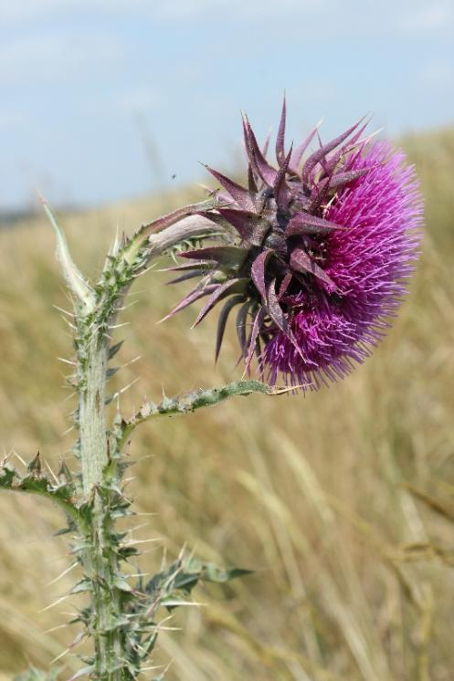 Bodlák nicí pravý (Carduus nutans), NPR Mohelenská hadcová step [TR], 16.6.2015, foto Libor Ekrt