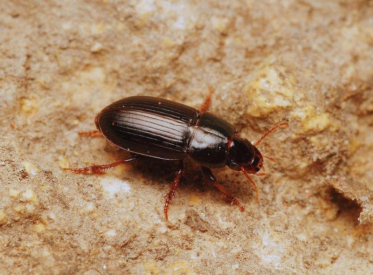 Střevlíček Harpalus pumilus, foto Václav Křivan