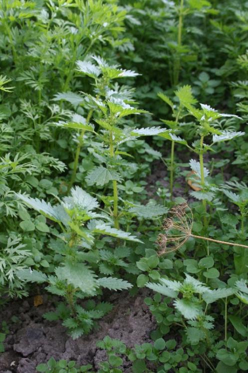 Kopřiva žahavka (Urtica urens), Telč [JI], 13.9.2006, foto Libor Ekrt