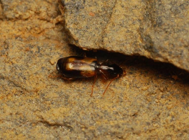 Střevlíček Calodromius spilotus, foto Václav Křivan