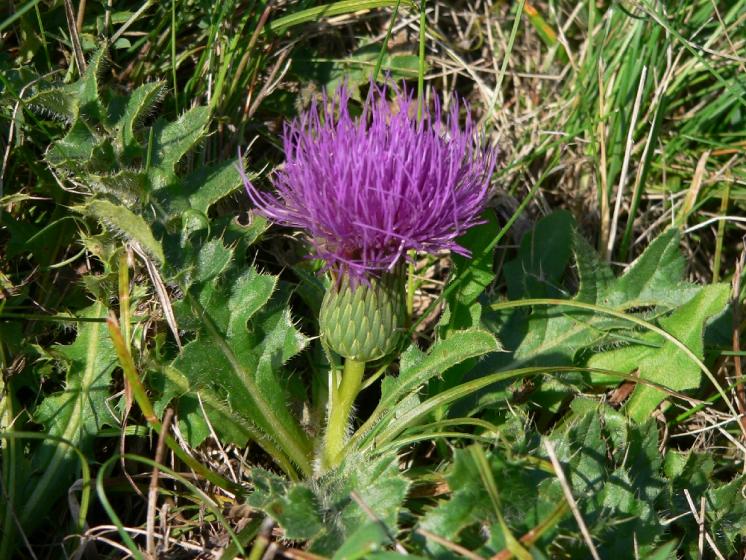Pcháč bezlodyžný pravý (Cirsium acaulon), Číchov, PP Jalovec [TR], 6.9.2005, foto Luděk Čech