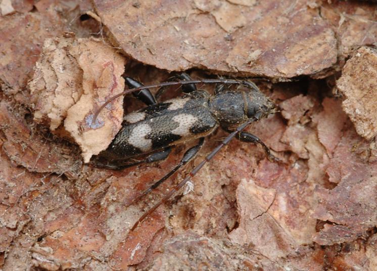 Tesařík Semanotus undatus, Příštpo, foto Václav Křivan