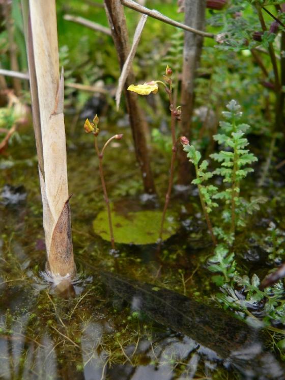 Bublinatka menší (Utricularia minor), PR Chvojnov [JI], 12.6.2012, foto Luděk Čech