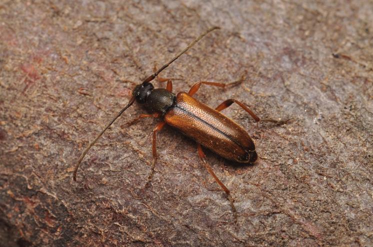 Tesařík Alosterna tabacicolor, Radonín, foto Václav Křivan