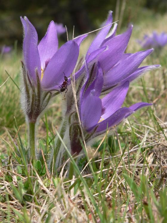 Koniklec velkokvětý pravý (Pulsatilla grandis), Ptáčov [TR], 20.4.2006, foto Luděk Čech