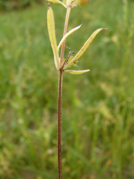 Svízel pochybný (Galium spurium), Hodov [TR], 15.7.2014, foto Josef Komárek