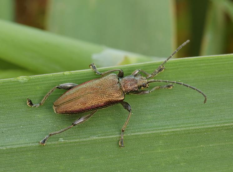 Rákosníček Donacia marginata, Jaroměřice nad Rokytnou, foto Václav Křivan