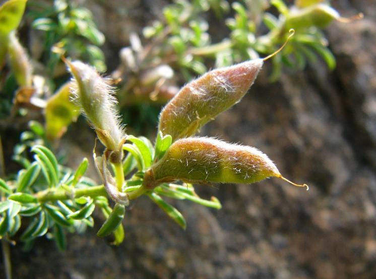 Kručinka chlupatá (Genista pilosa), NPR Mohelenská hadcová step [TR], 18.6.2008, foto Josef Komárek