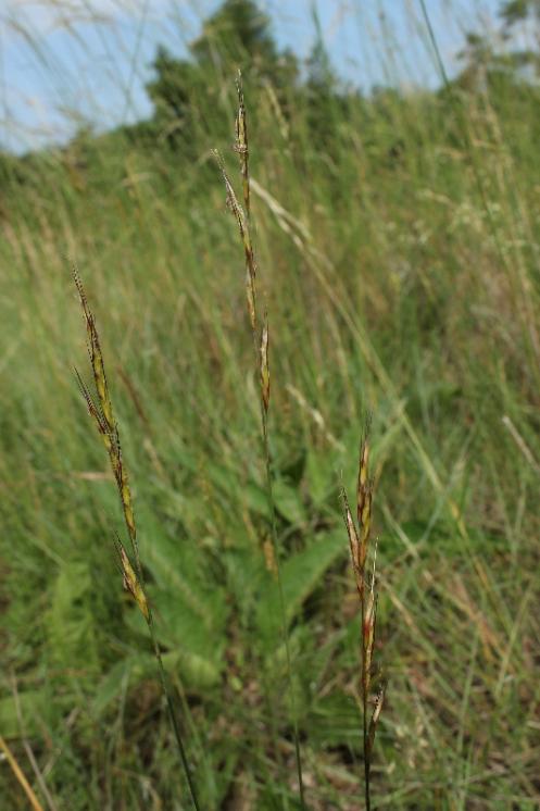 Ovsíř luční pravý (Helictochloa pratensis), Hrotovice [TR], 10.6.2015, foto Libor Ekrt
