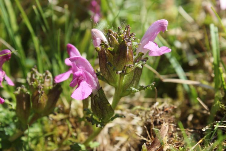 Všivec lesní pravý (Pedicularis sylvatica), PR Na Oklice [JI], 2.6.2015, foto Libor Ekrt