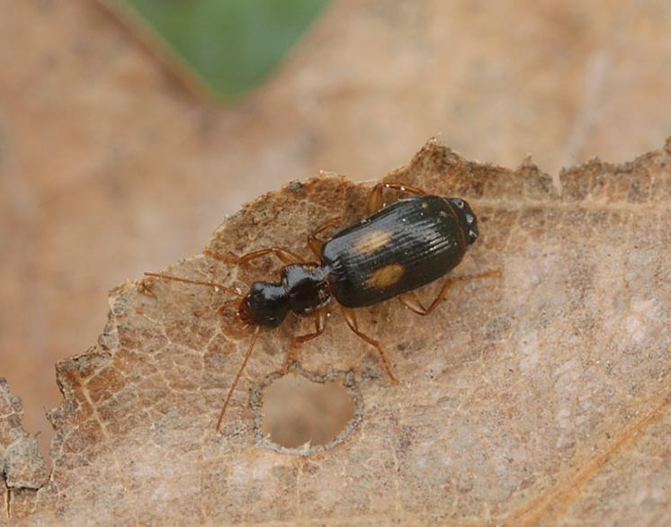 Střevlíček Dromius fenestratus, foto Václav Křivan