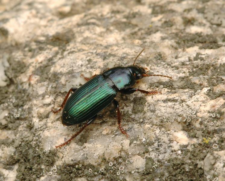 Střevlíček Harpalus honestus, foto Václav Křivan