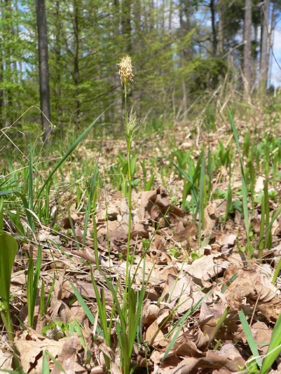 Ostřice Micheliova (Carex michelii), Čikov [TR], 25.4.2007, foto Luděk Čech