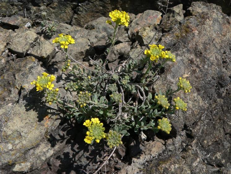 Tařice horská Gmelinova (Alyssum montanum subsp. gmelinii), NPR Mohelenská hadcová step [TR], 1.4.2010, foto Luděk Čech