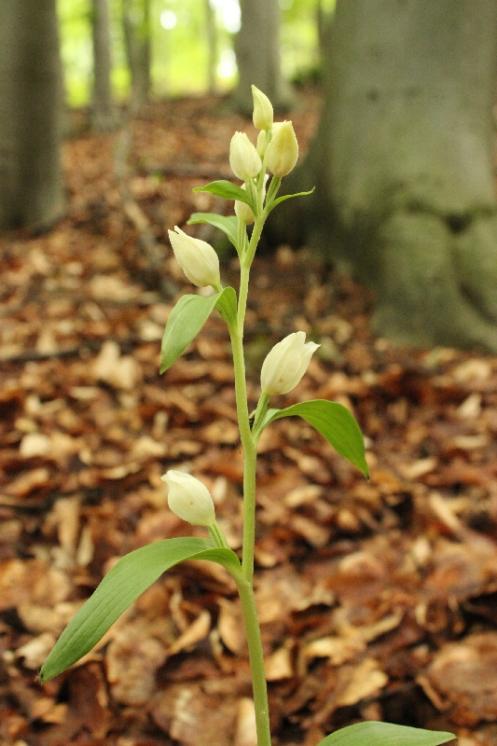 Okrotice bílá (Cephalanthera damasonium), PP Křižník [ZR], 1.6.2013, foto Libor Ekrt