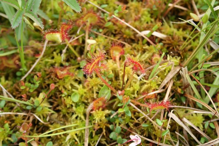 Rosnatka okrouhlolistá (Drosera rotundifolia), PR Rašeliniště Kaliště [JI], 14.6.2011, foto Libor Ekrt