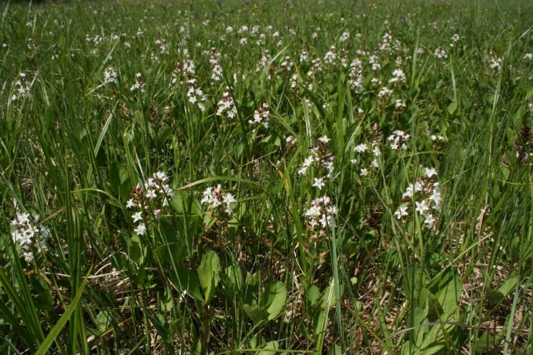 Vachta trojlistá (Menyanthes trifoliata), Počátky [PE], 27.5.2008, foto Libor Ekrt