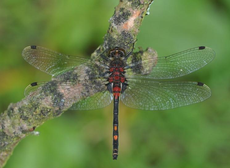 Vážka čárkovaná (Leucorrhinia dubia), foto Václav Křivan