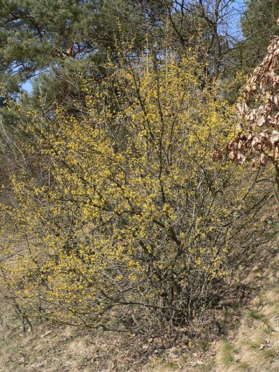 Dřín jarní (Cornus mas), Rouchovany [TR], 30.3.2011, foto Luděk Čech