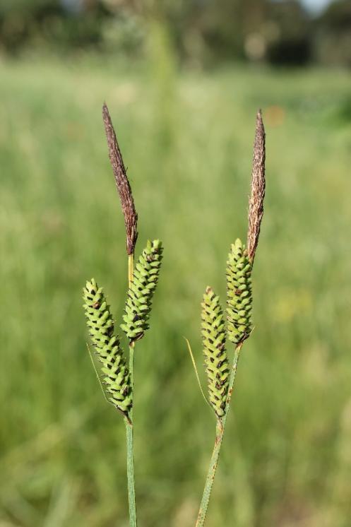 Ostřice trsnatá (Carex cespitosa), Myslibořice, detail klásků [TR], 10.6.2015, foto Libor Ekrt