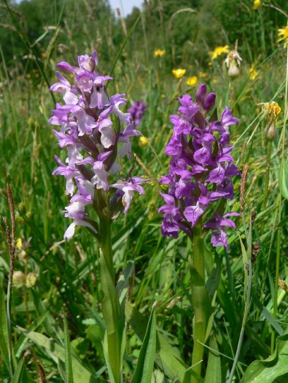 Prstnatec májový pravý (Dactylorhiza majalis), Dudín, U Valentů [JI], 21.5.2007, foto Luděk Čech