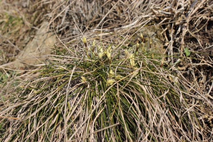 Ostřice nízká (Carex humilis), NPR Mohelenská hadcová step [TR], 23.4.2015, foto Libor Ekrt
