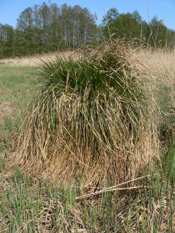 Ostřice latnatá pravá (Carex paniculata), PR Zlatá louka [HB], 1.5.2009, foto Luděk Čech