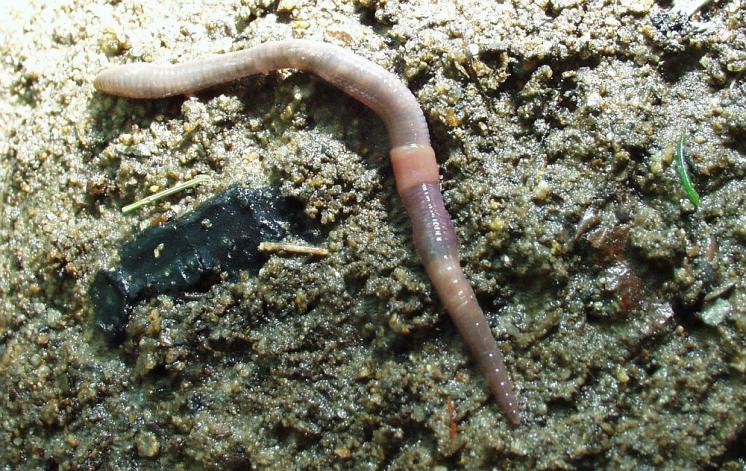 Žížala Octolasion tyrtaeum, foto Václav Pižl