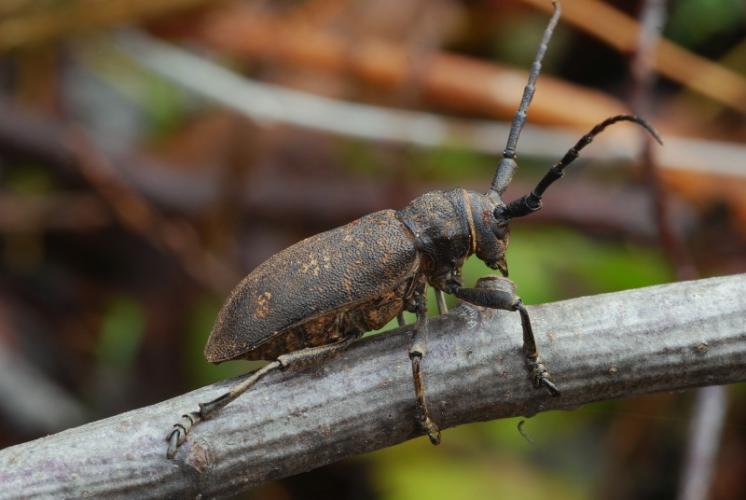 Kozlíček vrbový (Lamia textor), foto Václav Křivan