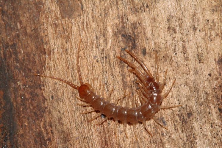 Stonožka škvorová (Lithobius forficatus), foto F. Trnka