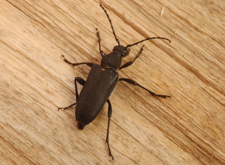 Tesařík Stictoleptura scutellata, Štěměchy, foto Václav Křivan