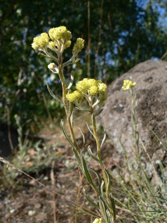 Smil písečný (Helichrysum arenarium), Vladislav [TR], 8.7.2011, foto Luděk Čech