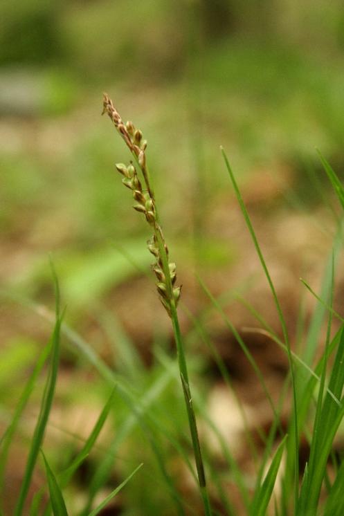 Ostřice tlapkatá (Carex rhizina), PR Údolí Oslavy a Chvojnice, detail klásků [TR], 18.5.2010, foto Libor Ekrt