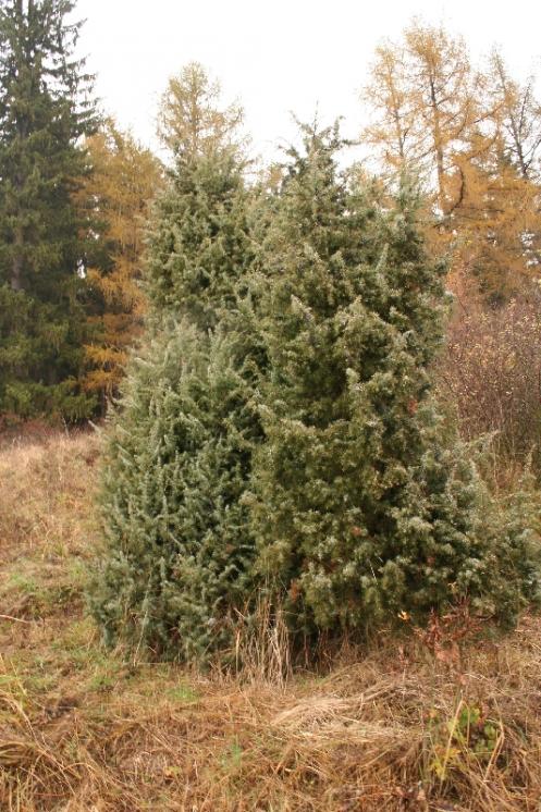 Jalovec obecný (Juniperus communis), Vystrčenovice [JI], 6.11.2005, foto Libor Ekrt