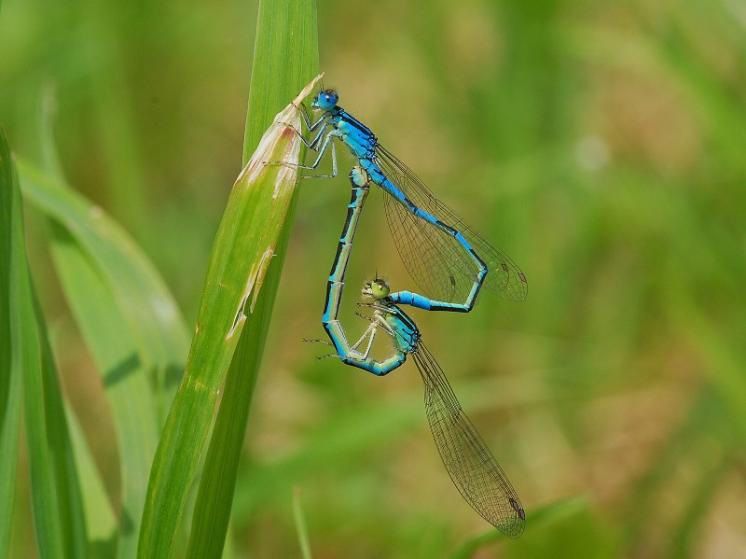 Šidélko huňaté (Coenagrion scitulum), ryb. Parný Mlýn, Krahulov, foto Václav Křivan