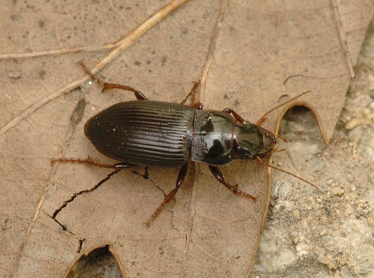 Střevlíček Harpalus calceatus, foto Václav Křivan