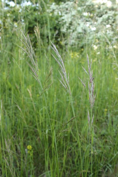 Sveřep vzpřímený (Bromus erectus), Krasonice [TR], 28.5.2015, foto Libor Ekrt